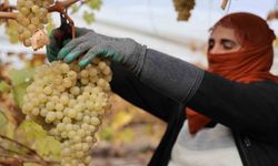 Donun vurduğu üzümde rekolte yüzde 80 düştü