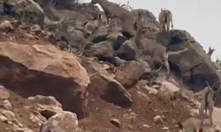 Elazığ’da dağ keçileri sürü halinde görüntülendi