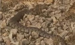 Elazığ’da En Zehirli Yılanlardan Biri Evlerin Yakınında Görüntülendi