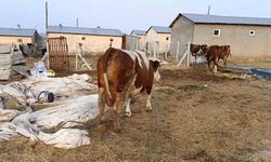 Elazığ’da şap hastalığı ve ölümler üreticiyi zorluyor