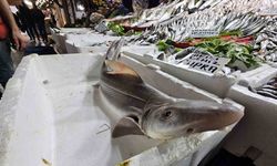 Elazığ’da satışa çıkarılan köpek balığı ilgi odağı oldu