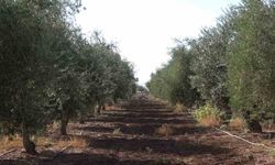 İdil’de zeytini don vurdu