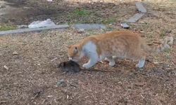 Kedi ile farenin dostluğu şaşırttı