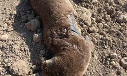 Koruma Altındaki Su Samuru Telef Olmuş Halde Bulundu