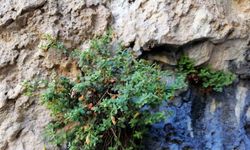 Malatya’ya özgü bitki, sarı kantarondan daha etkili bulundu