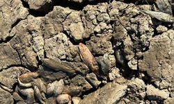 Siirt’te balık teleflerine karşı gölete 150 tonluk su takviyesi