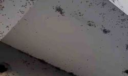 Siirt’te bir evin dış cephesini sinekler istila etti