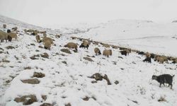 Şırnak'ta kar yağdı, koyun sürüsü yaylada kaldı