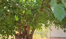 Malatya'da 60 Yıllık Gölge: Çınar Hikâyesi