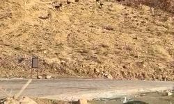 Elazığ’da nesli tükenme tehdidi altında olan dağ keçileri görüldü