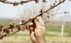 Çiftçiler Dikkat! Malatya ve Çevresinde Zirai Don Uyarısı