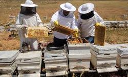 Malatya’da arıcılara güzel haber!