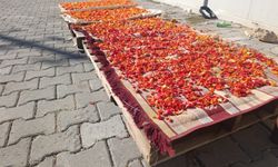 Malatyalı kadınların kurutmalık mesaisi devam ediyor