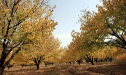 Malatya'da Kayısı Üreticilerine Kritik Sonbahar Uyarısı