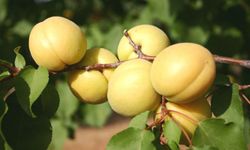 Malatya Kayısıdan Vazgeçmiyor: Ama Yeni Meyve Gücü Şaşırtıyor!