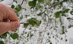 Meteorolojiden Malatya'ya Zirai Don ve Sis Uyarısı!