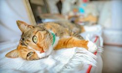 Depremin Habercisi Hayvanlar!