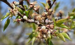 Malatya’da Bahar Havası Etkili Olacak: Meteoroloji’den Zirai Don Uyarısı