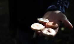 Mantar zehirlenmeleri karaciğer nakline yol açabilir