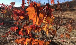 Hazan mevsiminde Arapgir, kartpostalları aratmadı