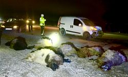 Malatya'da Karanlık Yol Can Aldı: Araç Koyun Sürüsüne Girdi