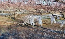 Don Felaketi Sonrası Kayısı Üreticisine Devlet Eli