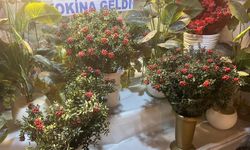 Mutluluk ve Uğur Sembolü Kokina, Malatya’da Yok Satıyor