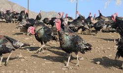 Yurtdışından dönüp, memleketine çiftlik kurdu