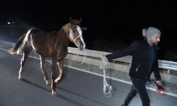 Malatya’da Harada İhmal İddiası: Atlar dışarda mı unutuldu