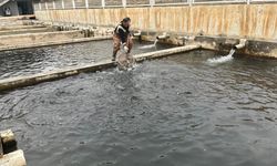 Doğanşehir’in Soğuk Sularından Çıkan Kazanç