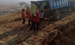 Malatya'nın O Bölgesi Ağaçlandırılıyor