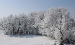 Ağrı'da soğuk havanın etkisiyle ağaçlar kırağı tuttu