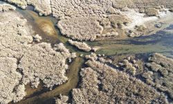 Bafa Gölü'nde doğal yaşam yeniden canlandı