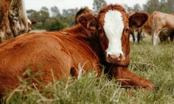 Hayvancılık işletmelerinde damızlık amacıyla kullanılacak hayvanlara ilişkin usul ve esaslar düzenlendi