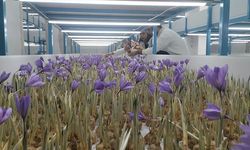 Mali müşavir kurduğu tesiste topraksız safran üretimi yapıyor