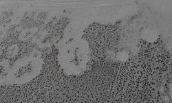 Tamamen kuruyan Kuş Cenneti sessizliğe büründü