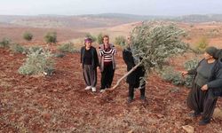 Adıyaman'da 10 bin ağaç kırılarak yok edildi