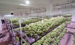 Batman’a eksi birinci katta 30 milyonluk "dikey tarım" yatırımı