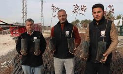 Büyükşehir'den çiftçilere 35 bin fıstık fidanı desteği