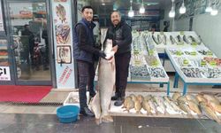 Dev turna balığı ilgi odağı oldu