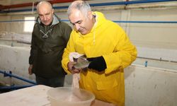 Elazığ'da alabalık sağım çalışmaları sürüyor