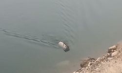 Elazığ'da sarp kayalıkların ustası baraj gölünde yüzerken görüldü