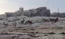Elazığ'da sürü halinde ortaya çıktı