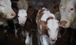 Elazığ'da yıl bitmeden gelen çifte mutluluk: Üreticinin ikiz buzağı sevinci