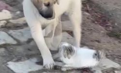 Gercüş'te yavru kedi ile yavru köpeğin sevimli kavgası kamerada