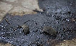 Hijyen skandalı: Merdiven altı üretimde fareler bulundu