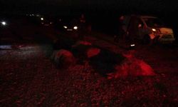 Malatya'da araç sürüye daldı, 10'dan fazla koyun telef oldu