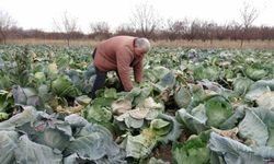 Malatya'da çiftçiler alternatif ürünlerle zararlarını telefi ediyor