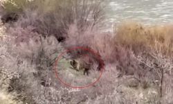 Palu’da balıkçının karşısına ayı ve yavrusu çıktı