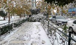 Şanlıurfa'da kar yağışı nedeniyle ağaç devrildi